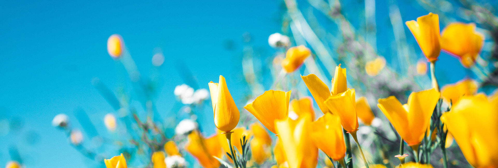 Summer Blossom - Home
